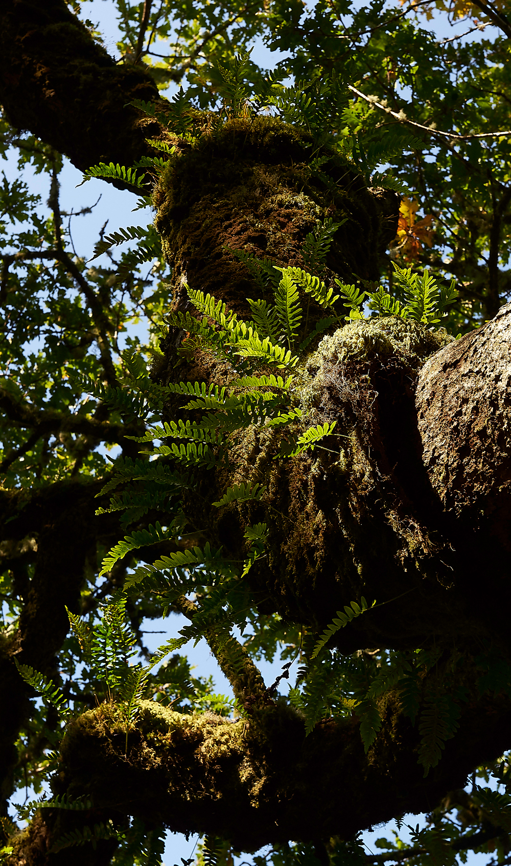 Wistman&#39;sWood310818-23