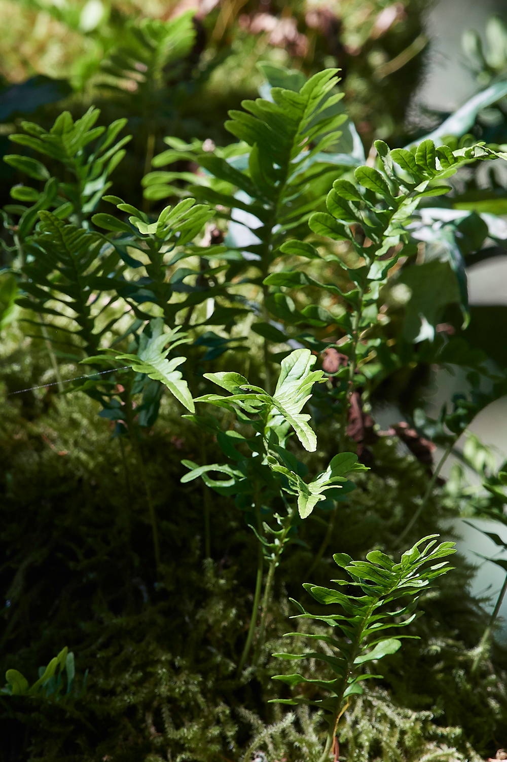 Wistman&#39;sWood310818-27