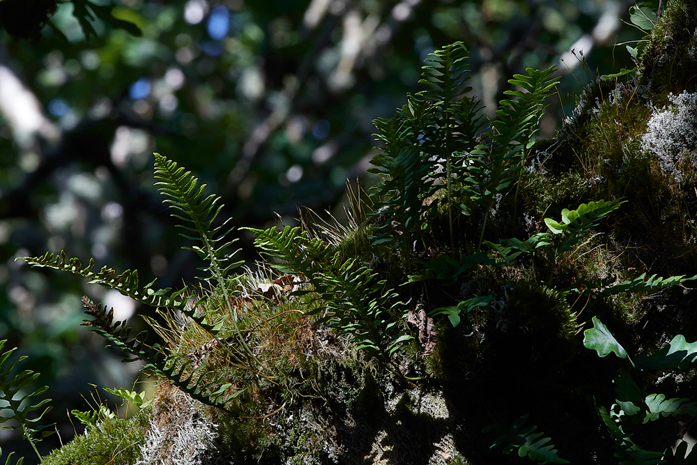 Wistman&#39;sWood310818-29