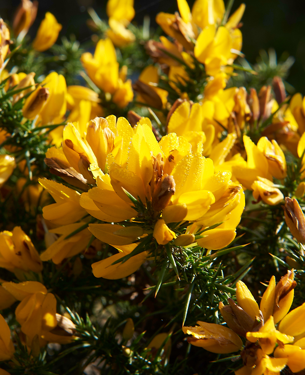 Wistman&#39;sWood310818-3