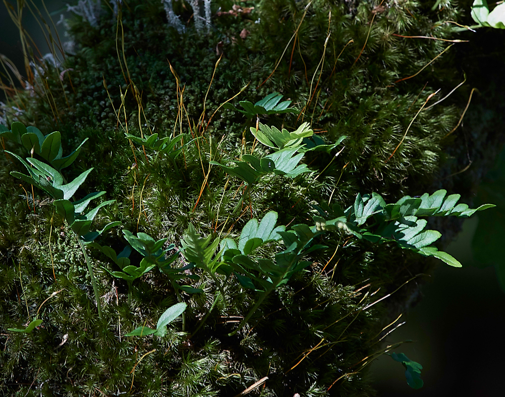 Wistman&#39;sWood310818-30