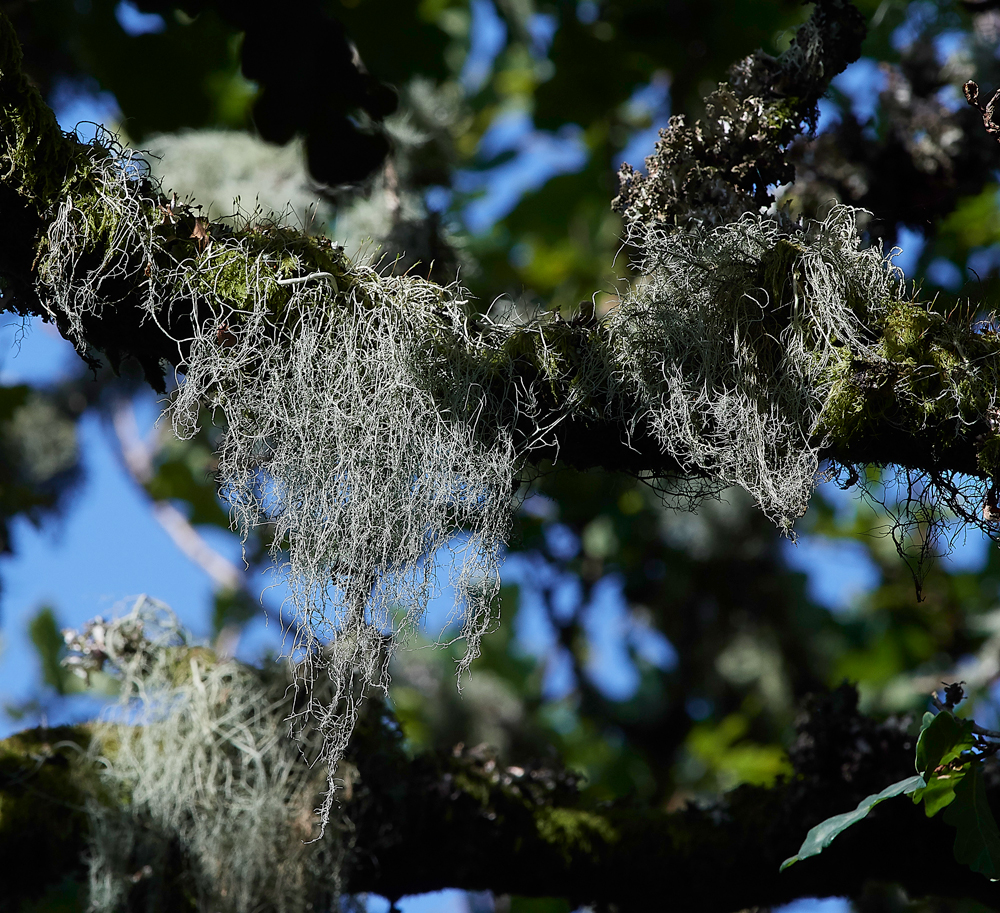Wistman&#39;sWood310818-31
