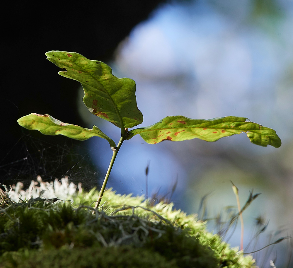 Wistman&#39;sWood310818-32