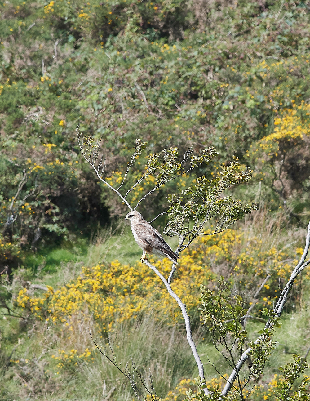 Wistman&#39;sWood310818-40