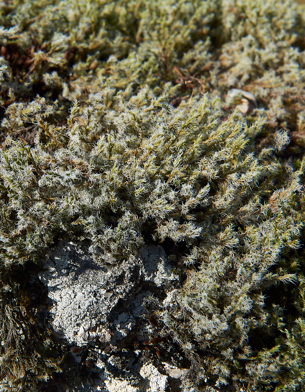 Wistman&#39;sWood310818-5