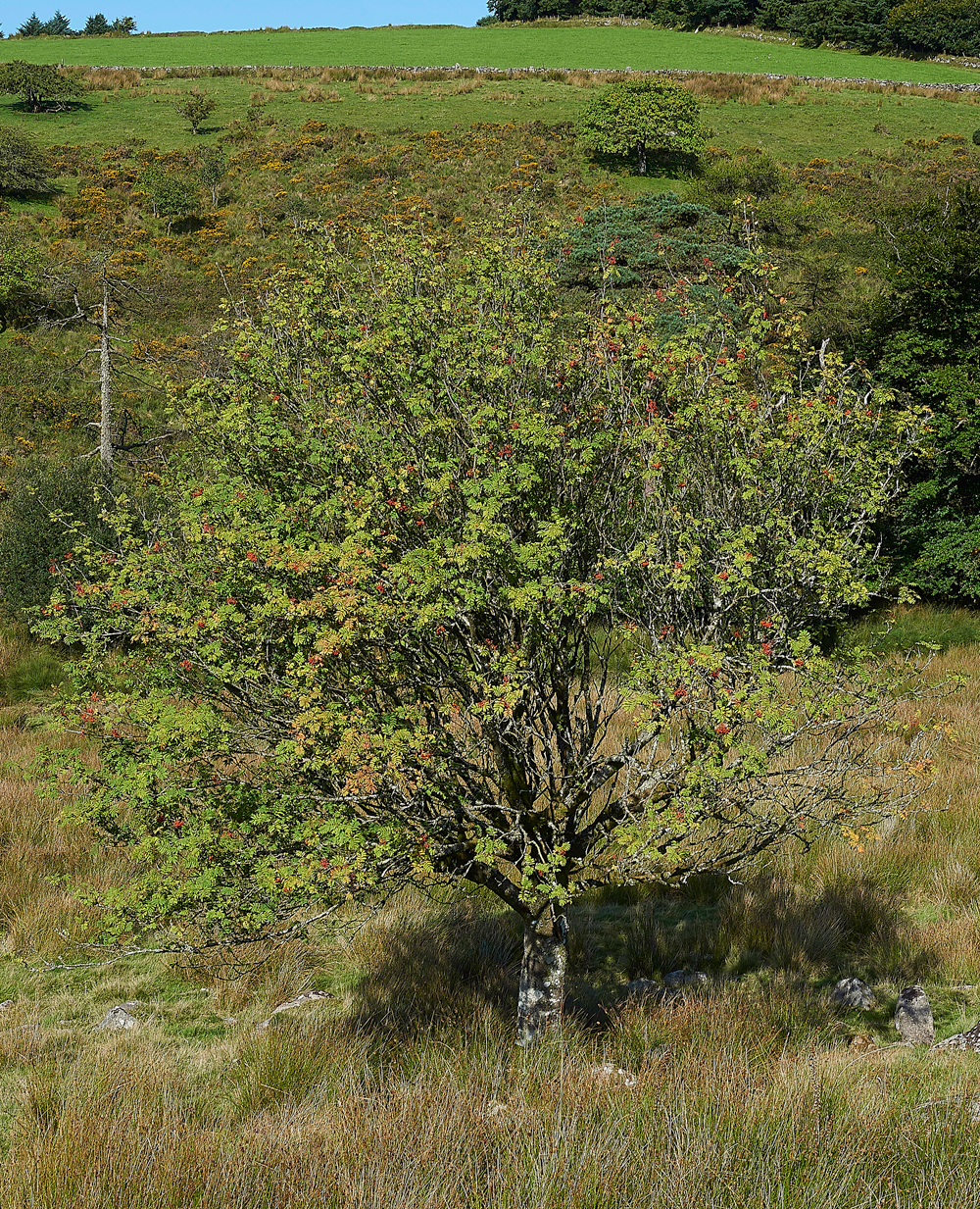 Wistman&#39;sWood310818-6