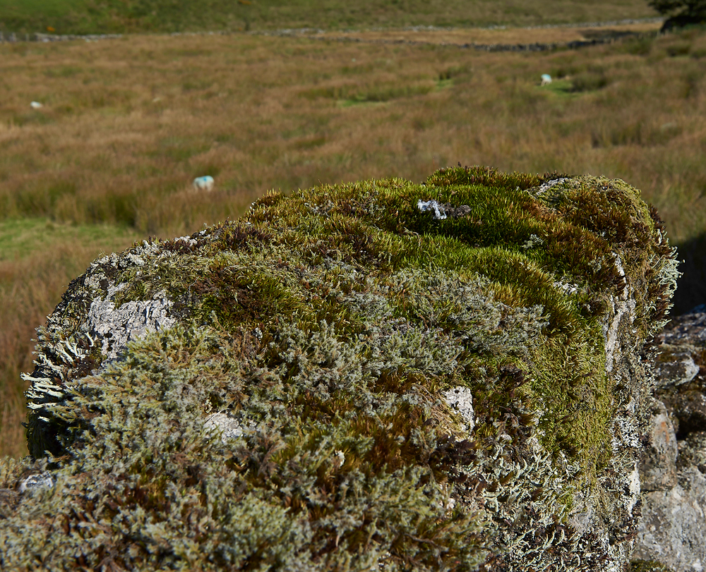 Wistman&#39;sWood310818-7