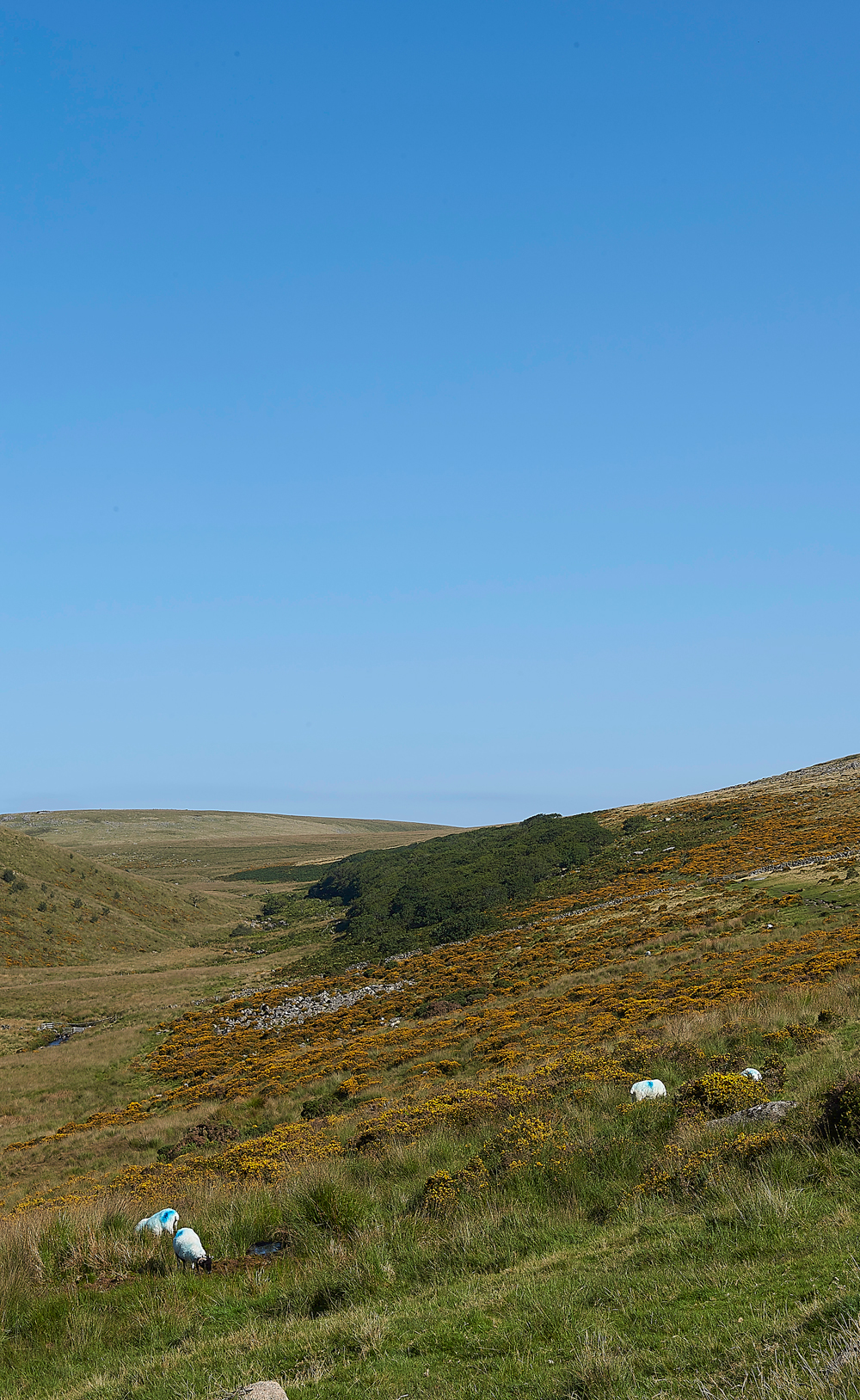 Wistman&#39;sWood310818-9