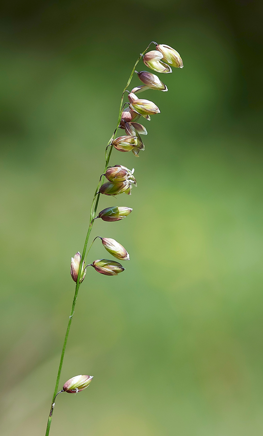 WoodMelickGaitBarrows280518-1