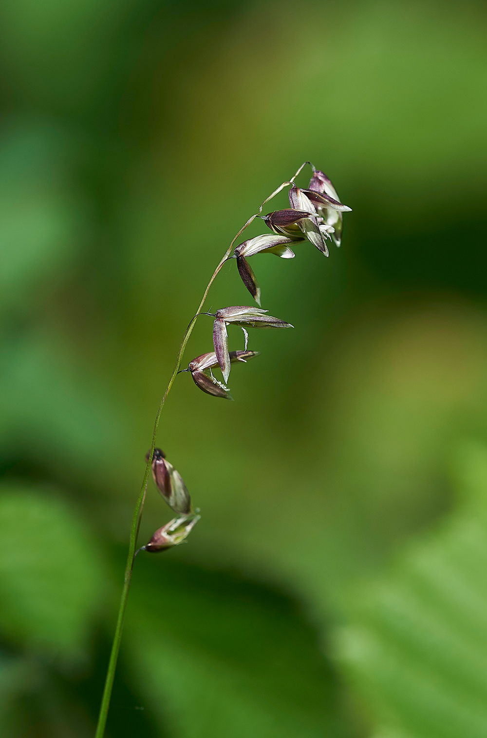WoodMelickGaitBarrows280518-2