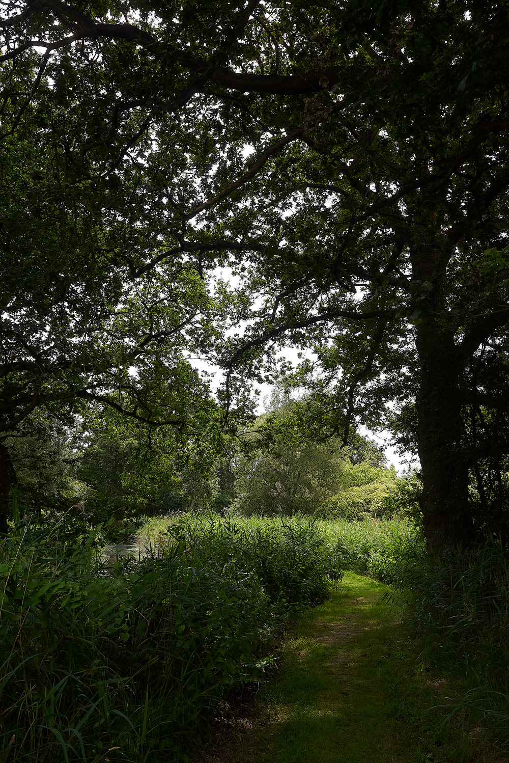 WoodWaltonFen140718-1