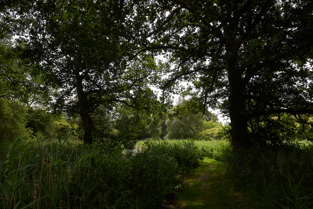 WoodWaltonFen140718-2