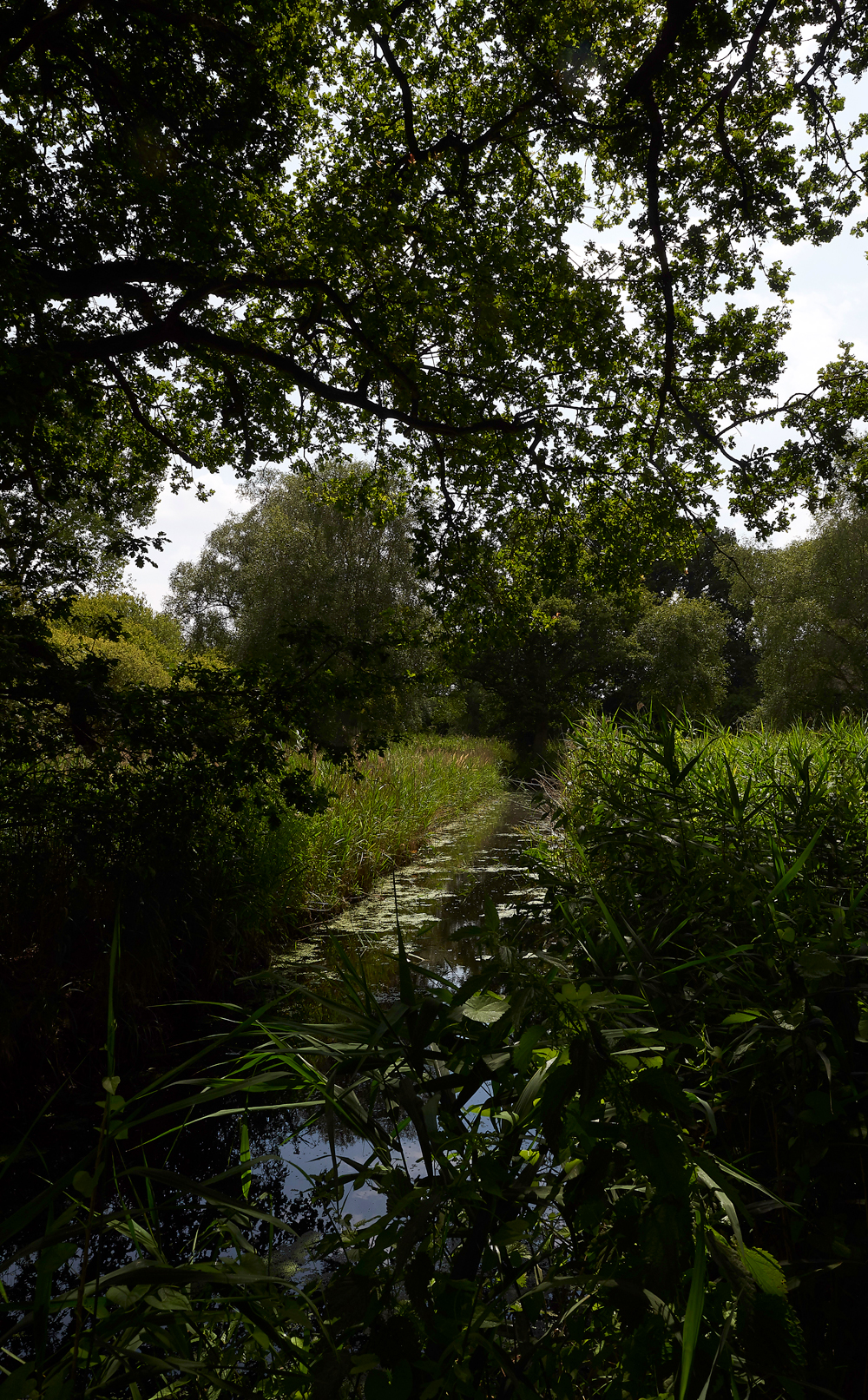 WoodWaltonFen140718-3