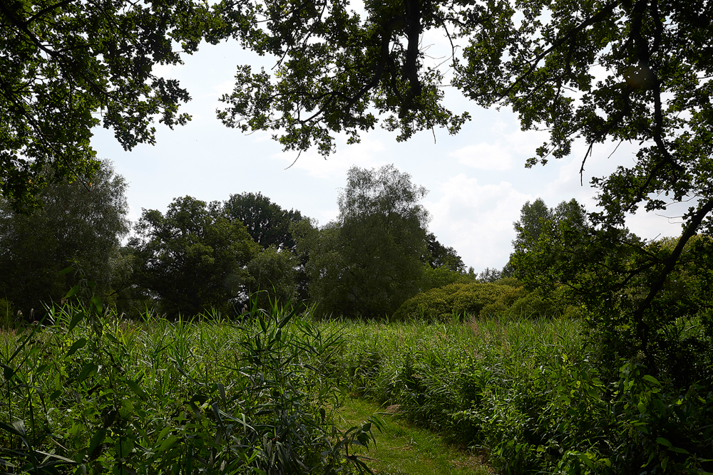 WoodWaltonFen140718-4