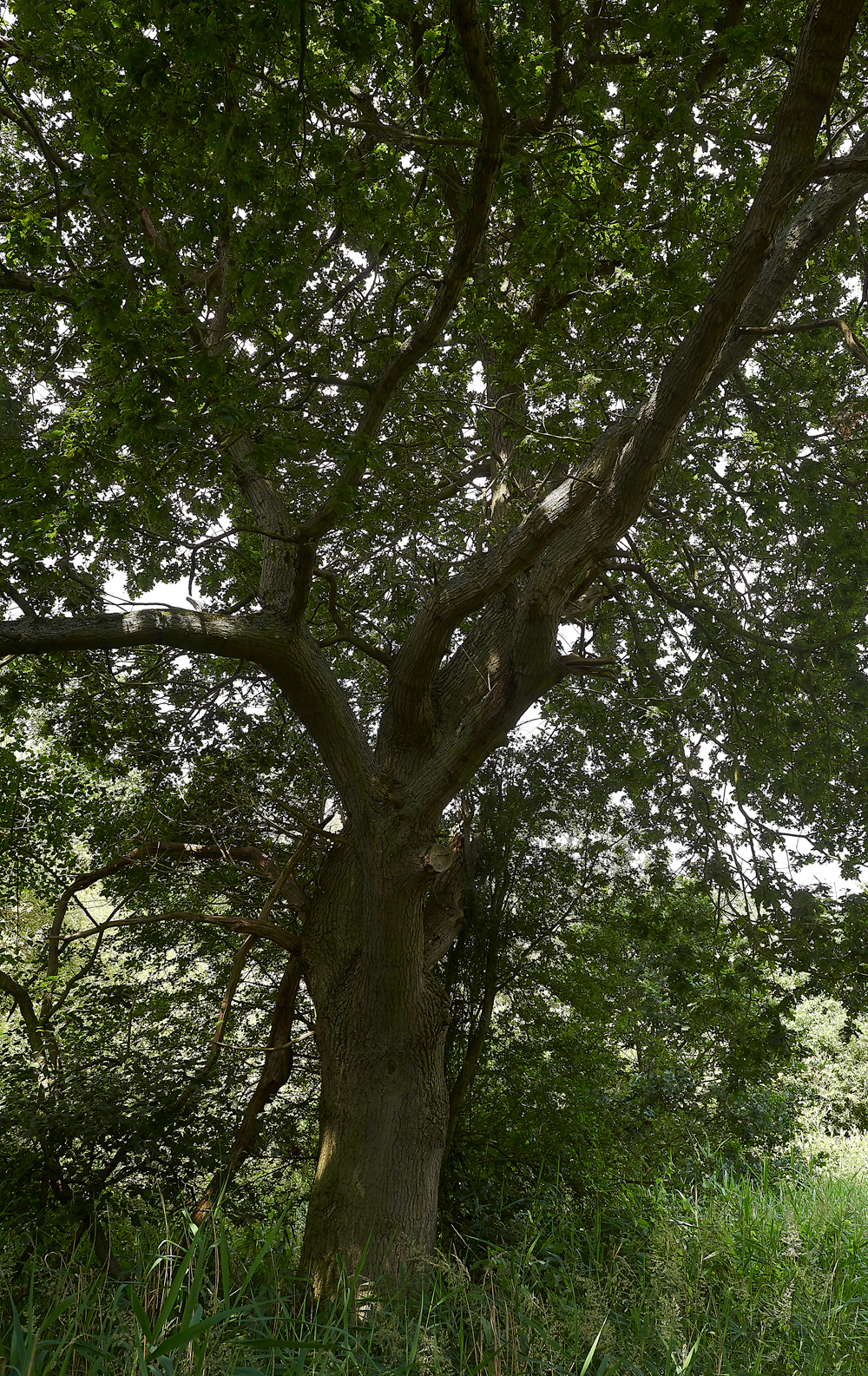 WoodWaltonFen140718-5