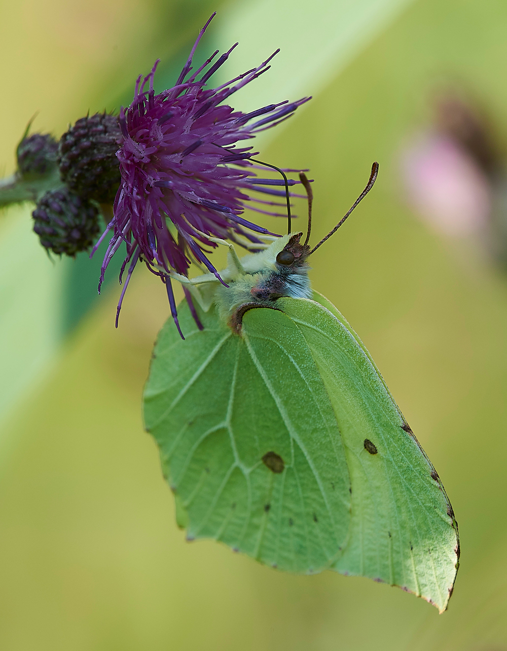 WoodWaltonFenBrimstone140718-1