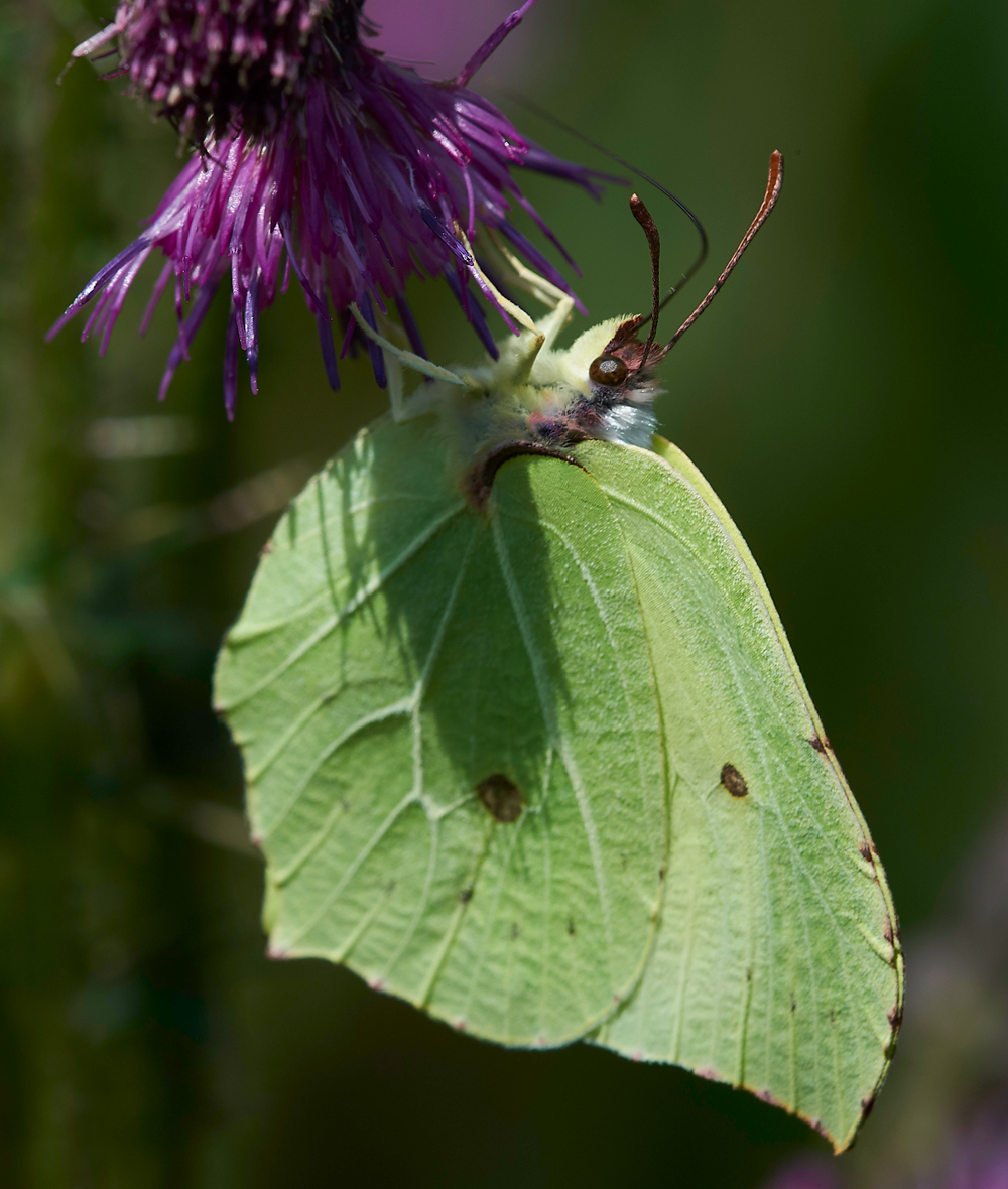 WoodWaltonFenBrimstone140718-2