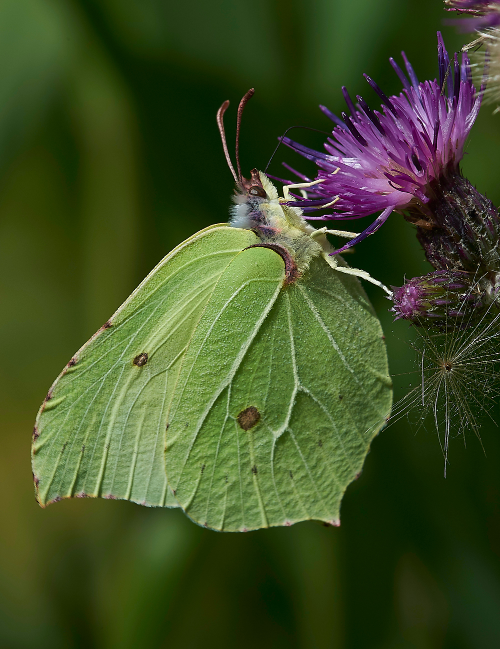 WoodWaltonFenBrimstone140718-3