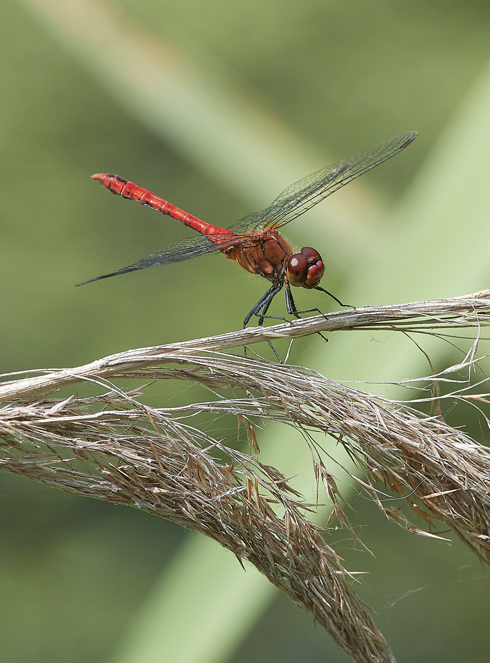 WoodWaltonFenCommonDarter140718-1