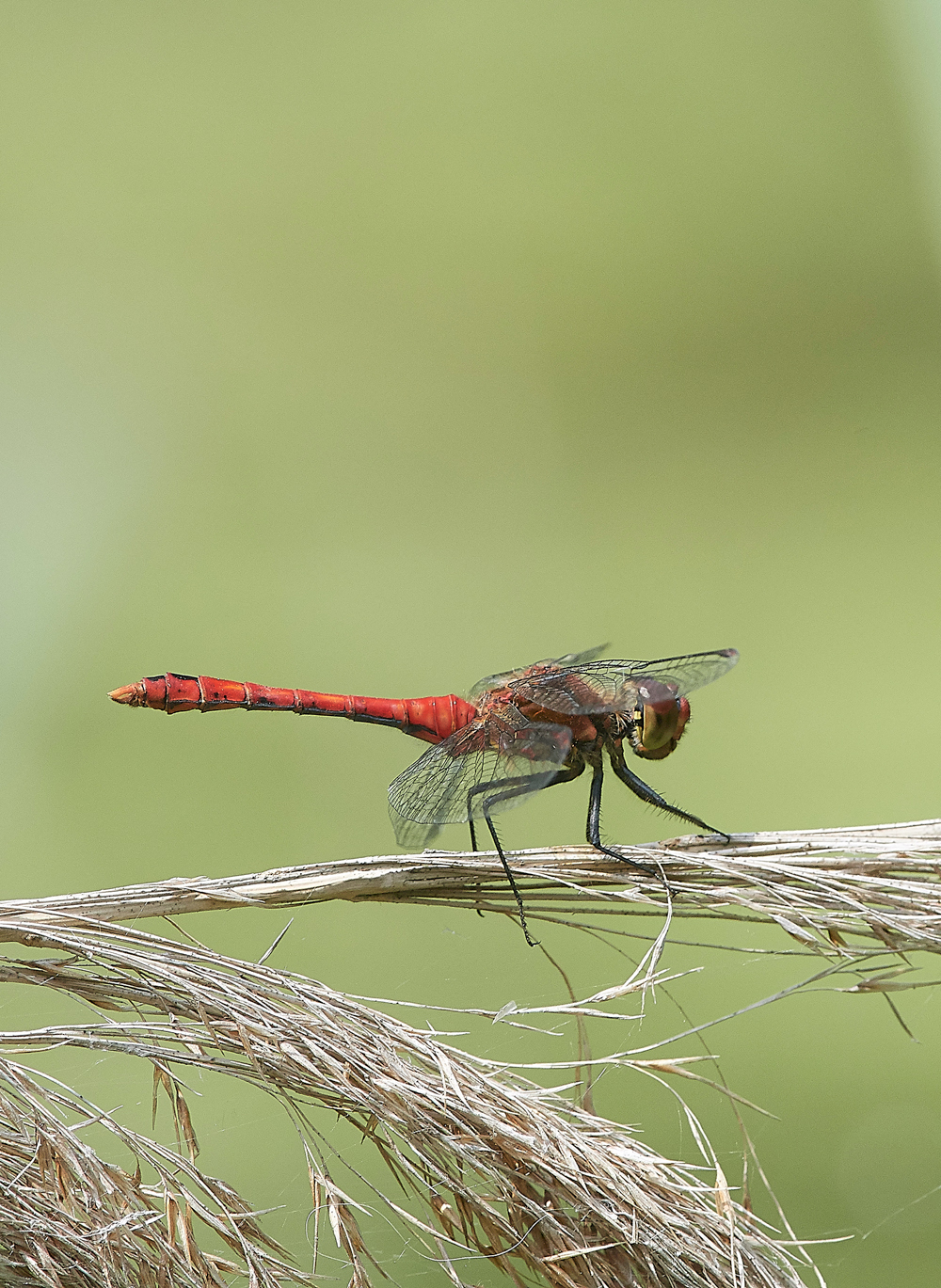 WoodWaltonFenCommonDarter140718-2