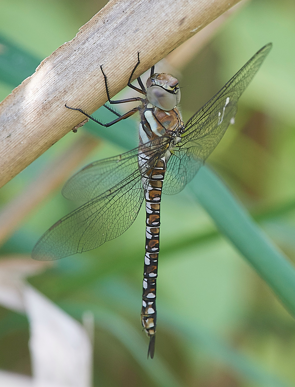WoodWaltonFenDragonfly140718-2