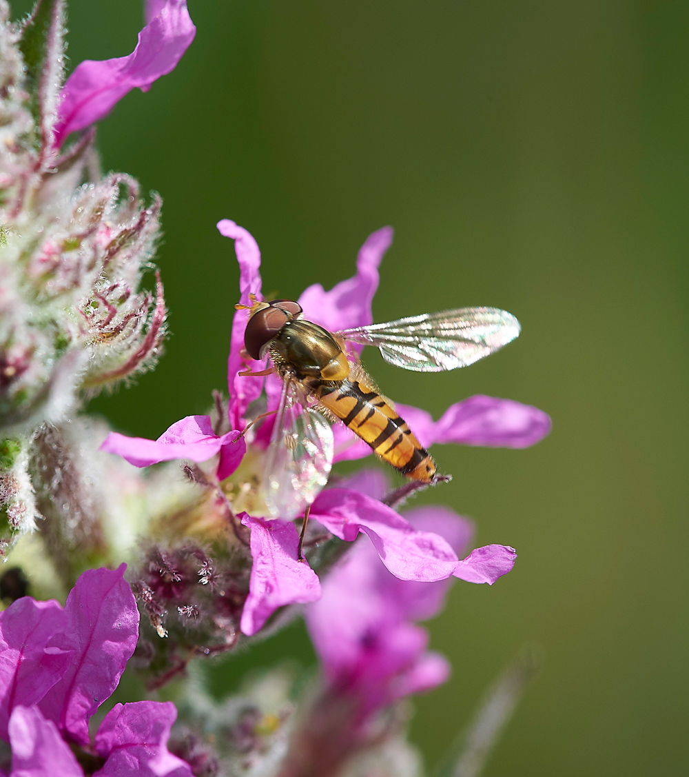 WoodWaltonFenHoverfly1140718-1