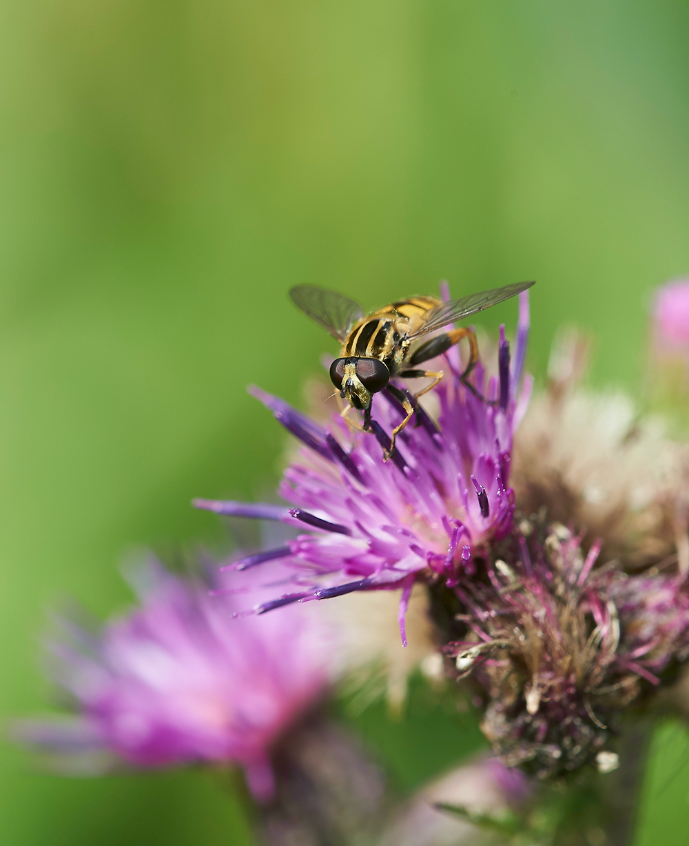 WoodWaltonFenHoverfly2140718-1