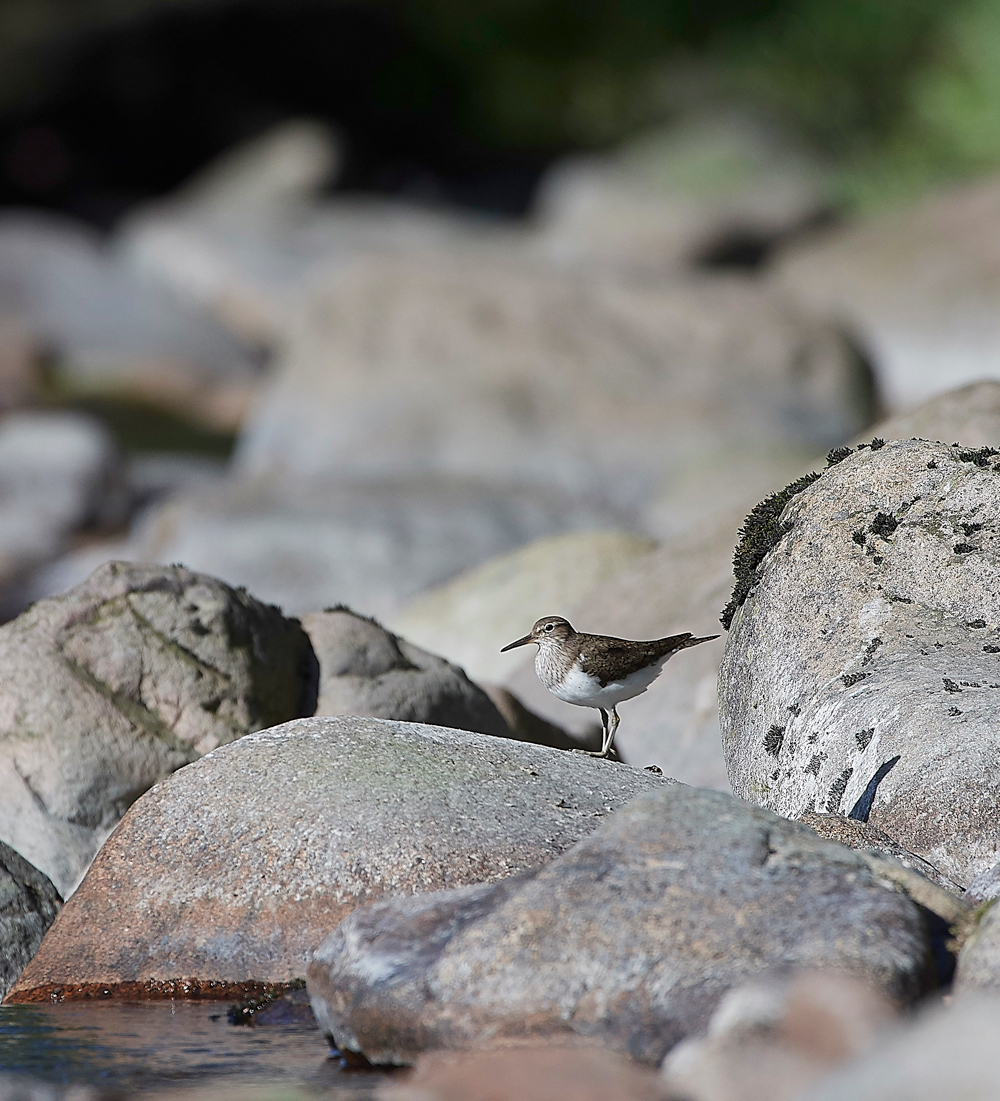 WoolerCommonSandpiper140618-1
