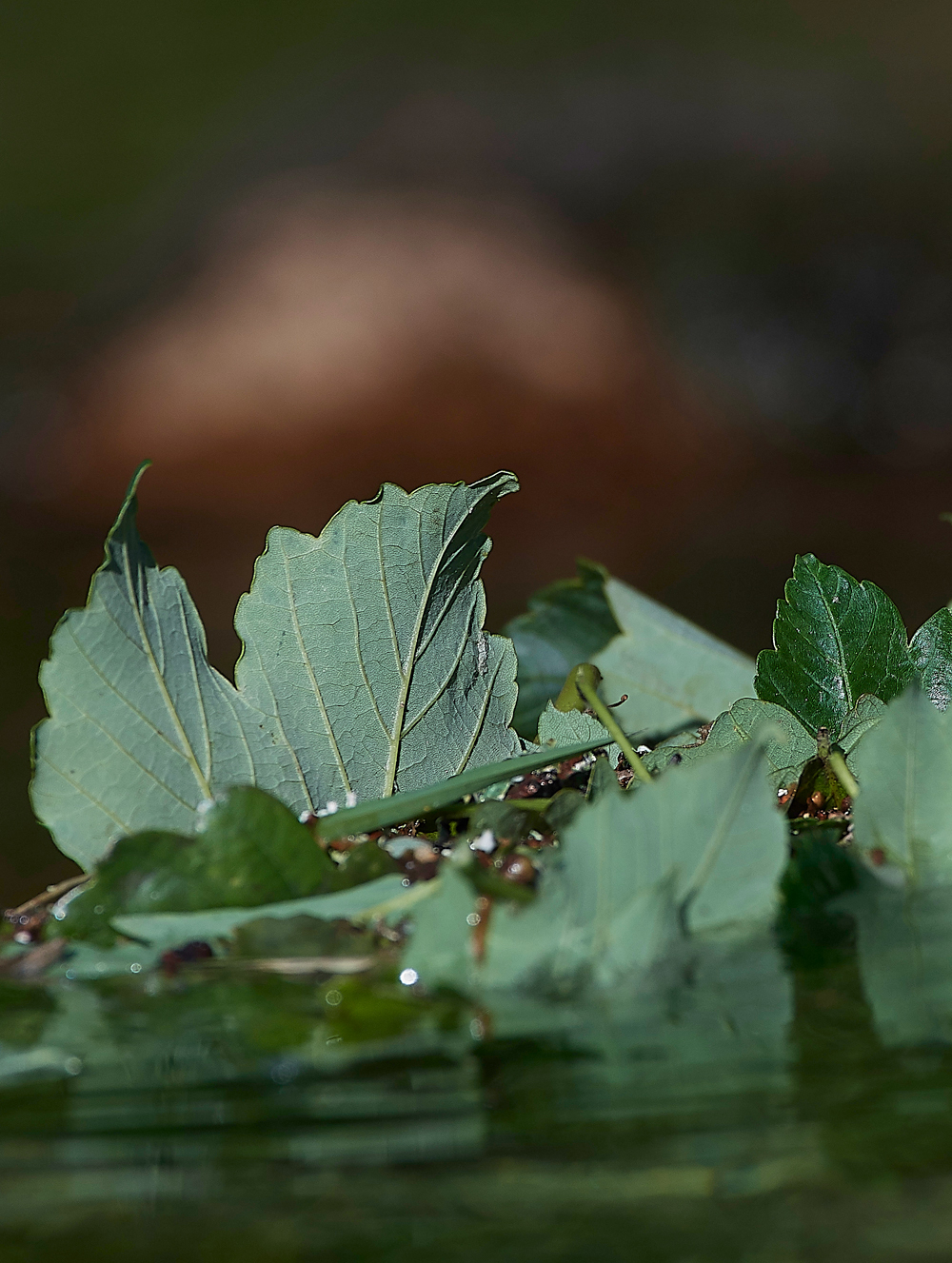 WoolerLeaves140618-1