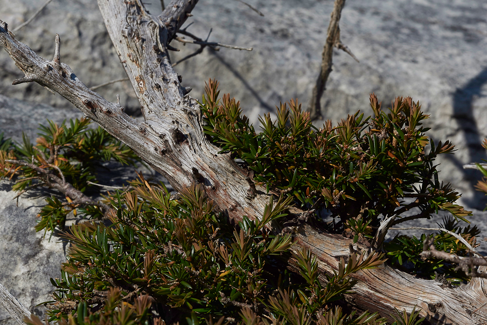 YewGaitBarrows280518-1