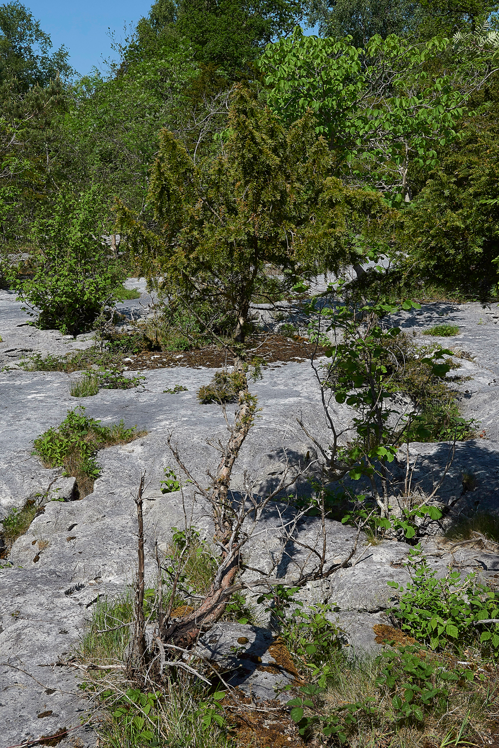 YewGaitBarrows280518-6