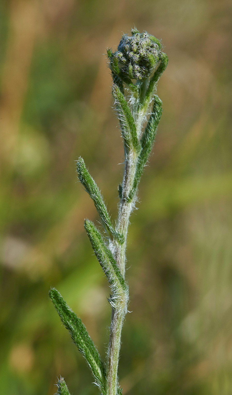 DurlstonCudweed220618-1