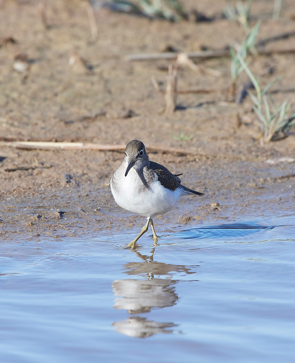 CleyCommonSandpiper240918-1