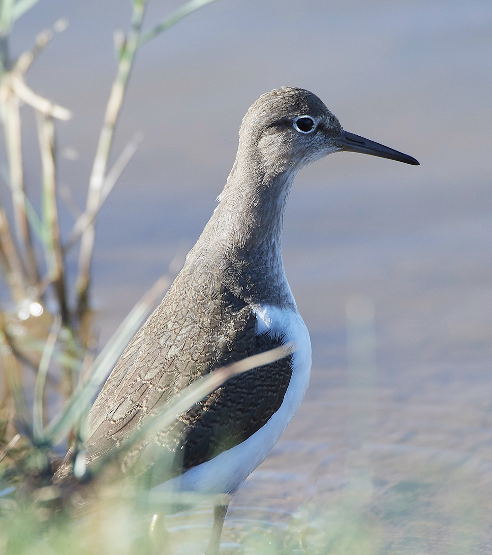 CleyCommonSandpiper250918-4