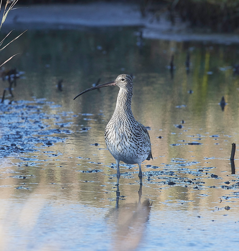 CleyCurlew181118-1
